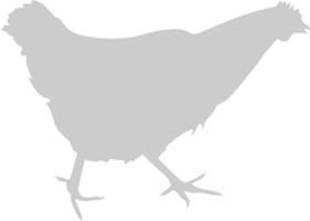 poulet vecteur