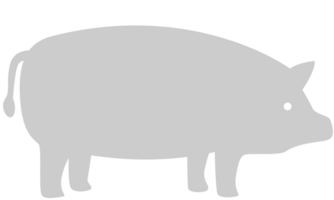 porc vecteur