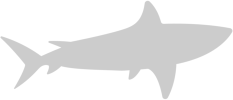 requin vecteur