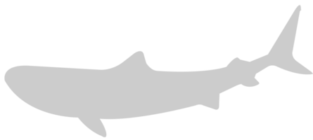 requin vecteur