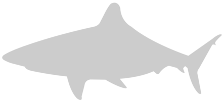 requin vecteur