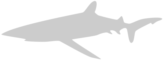 requin vecteur