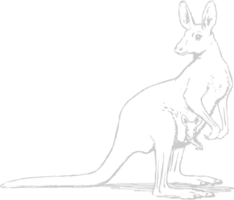 animal causes kangourou vecteur