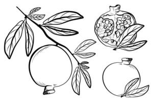 une ensemble de Grenade des fruits avec feuillage dessiné à la main vecteur illustration
