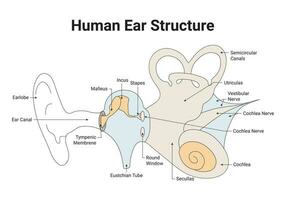 Humain oreille structure science conception vecteur illustration diagramme