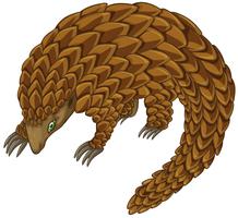 pangolin vecteur