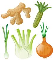 Différents types de légumes racines sur blanc vecteur