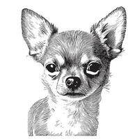 chihuahua visage esquisser main tiré dans griffonnage style vecteur illustration