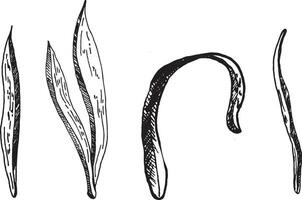 jonquille fleur feuilles sont dessiné à la main encre graphique. feuilles et branches sont une ensemble de ligne art, Souligné sur une blanc Contexte. vecteur