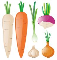 Carottes et autres légumes racines vecteur