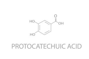 protocatéchique acide moléculaire squelettique chimique formule vecteur