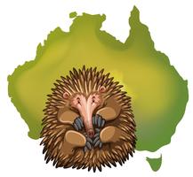 Carte d&#39;Echidna et de l&#39;Australie vecteur