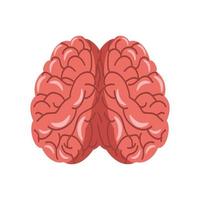 cerveau anatomie humaine vecteur