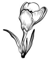 crocus vecteur illustration main dessin