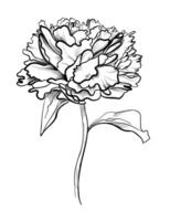 main dessin de une pivoine fleur vecteur illustration