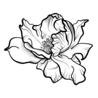 main dessin de une épanouissement Rose fleur vecteur