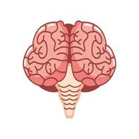 organe du cerveau humain vecteur