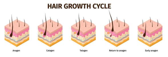 isométrique cheveux follicule croissance cycle pas infographie. peau anatomie médical affiche. cheveux grandir anagène, télogène, catagène phases vecteur ensemble