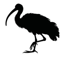 noir et blanc vecteur illustration de africain sacré ibis.