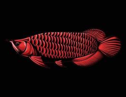 illustration vectorielle arowana rouge vecteur