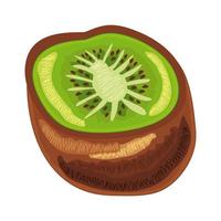 kiwis frais vecteur