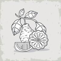 icônes de fruits de bergamote vecteur