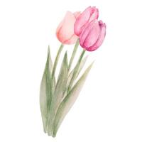 aquarelle coloré tulipe bouquet vecteur