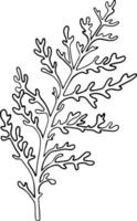 poussiéreux meunier, argent jacobaea maritima plante. botanique myrtille graphique. main peint contour illustration. floral ligne art pour mariage invitation, étiqueter, paquet, Noël, salutation, fond d'écran vecteur