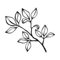 contour de plantes dessinées à la main. élément floral et congé. style d'art en ligne isolé sur fond blanc. vecteur