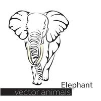bel éléphant dessiné dans un style plat vecteur