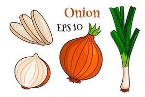 ensemble d'arc. oignons verts frais et oignons entiers et coupés. vecteur