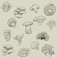 doodle croquis à main levée collection de dessin de légume champignon. vecteur