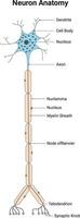 neurone anatomie science conception vecteur illustration diagramme