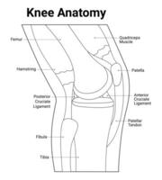 le genou anatomie science conception vecteur illustration diagramme