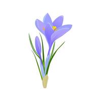 violet crocus fleur isolé sur une blanc Contexte. printemps perce-neige. violet Safran avec vert feuilles. clipart pour printemps et Pâques cartes. vecteur