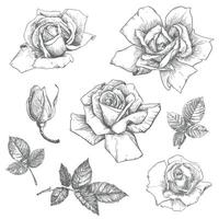 ancien des roses ensemble, floral gravure. victorien style végétaux, encre dessin. esquisser de une noir et blanc vieux école style tatouage. botanique vecteur illustration.