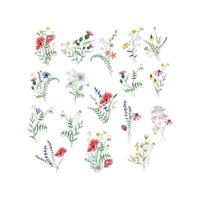 aquarelle bouquet de fleurs sauvages, illustration pour cartes et invitations vecteur