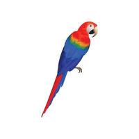 perroquets tropical coloré oiseaux exotiques aras nature animaux collection de perroquets réalistes perroquet oiseau réaliste illustration de la faune animale colorée vecteur