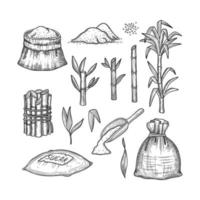 plantes de canne à sucre feuilles ferme fraîche gravure récolte sucre illustrations dessinées à la main ensemble canne à sucre canne naturelle récolte de sucre tige organique vecteur