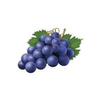 raisins raisins noirs blancs réalistes avec des feuilles plantes naturelles symboles du vin collection vectorielle feuille de vigne fruit illustration de la récolte fraîche vecteur