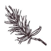 pin branche avec aiguilles, forêt les plantes pour été, l'automne, hiver et Noël décor. graphique botanique illustration main tiré dans marron encrer. isolé objet vecteur