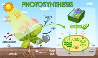 Diagramme montrant le processus de photosynthèse dans une plante vecteur