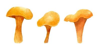 ensemble de champignons forestiers d'automne. girolles orange comestibles isolés sur fond blanc. illustration aquarelle dessinée à la main. parfait pour votre projet, recette, menu, cartes, impressions, couvertures, motifs. vecteur