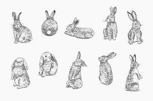 Pâques lapin vecteur des illustrations ensemble.