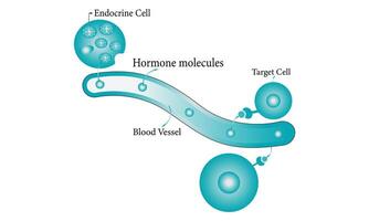 endocrine science diagramme 100 vecteur illustration conception. endocrine science diagramme organe, Humain endocrine anatomie conception