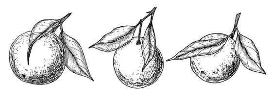 Orange fruit branche avec feuilles. main tiré linéaire ensemble de vecteur des illustrations avec mandarin ou mandarine. dessin de clémentine arbre pour nourriture étiqueter. gravé noir esquisser sur blanc pour icône ou logo