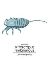 attercopus fimbriunguis le le plus ancien connu araignée vecteur