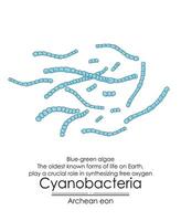 les cyanobactéries, aussi connu comme bleu vert algues, produire oxygène vecteur