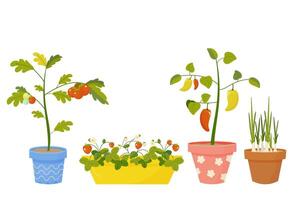 jardinage sur le balcon. tomate, fraise poivre et oignon dans pot. vecteur illustration sur blanc Contexte