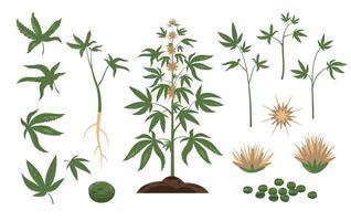 cannabis plante. vert cannabis feuille et plante graines, dessin animé paquet de marijuana bourgeons inflorescences, sauvage chanvre feuillage plat style. vecteur isolé ensemble